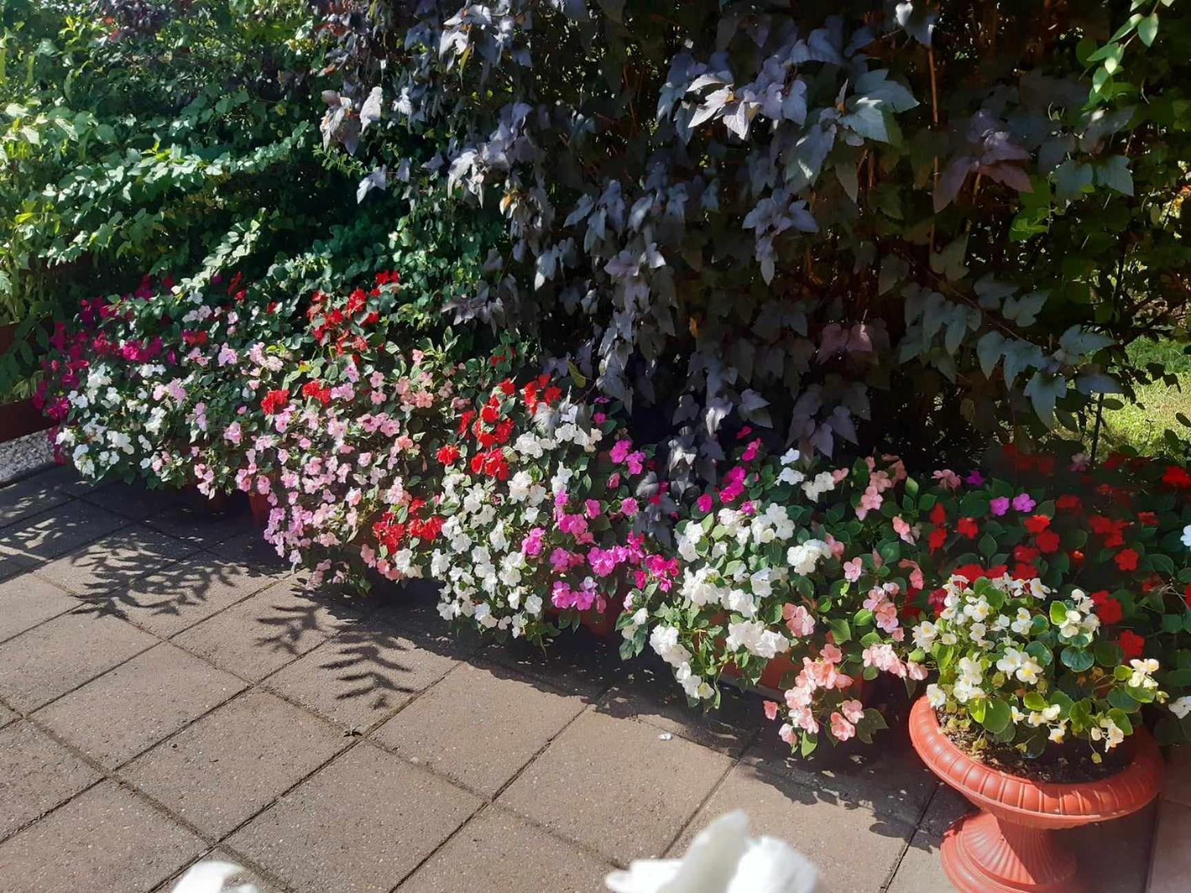 Gyoengyvirag Apartment Romhány Dış mekan fotoğraf